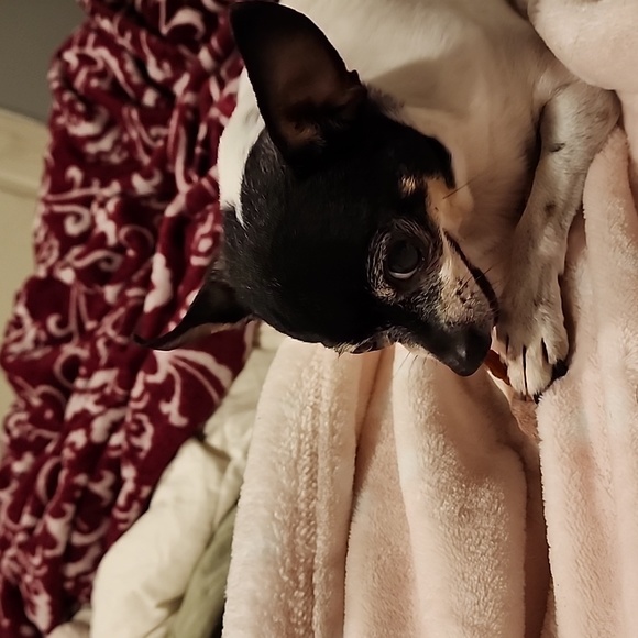 Other - Rosie